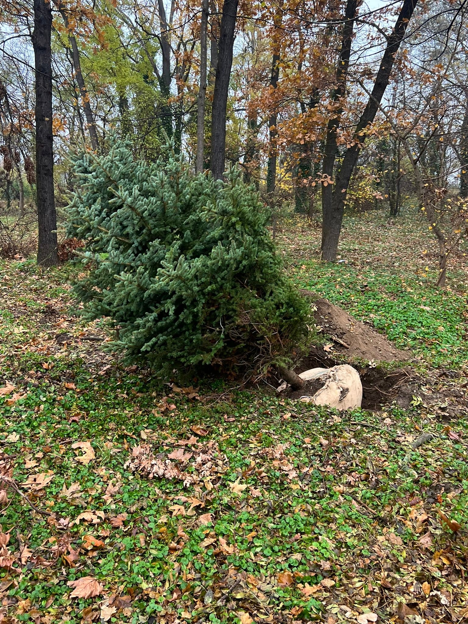 Ozone Residence kompleks, sadnja drveća u Bloku 6